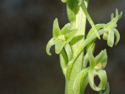Platanthera elongata, photographed by George Williams
