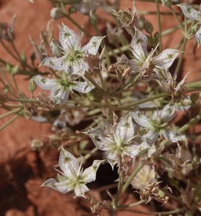 Frasera albomarginata, photographed by desertnaturalist