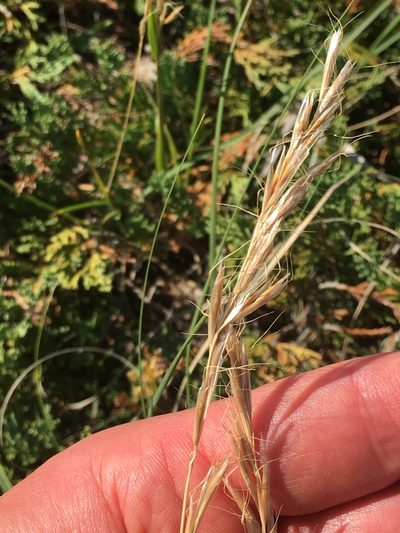 Helictochloa hookeri, photographed by Eric Lamb