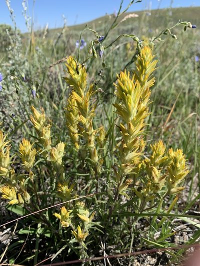 Castilleja flava, photographed by brunsonm