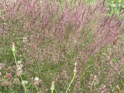 Agrostis gigantea, photographed by Aaron Liston