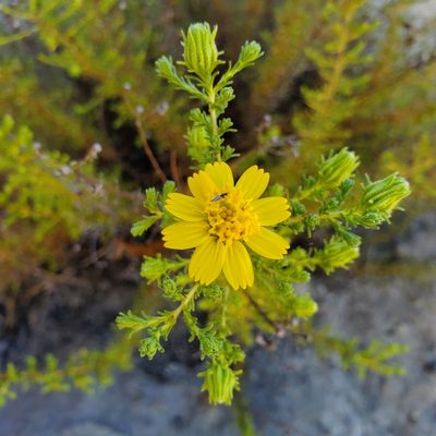 Deinandra minthornii, photographed by Dan Horowitz
