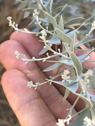 Acacia cultriformis, photographed by LJ Moore-McClelland