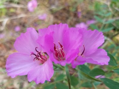 Clarkia gracilis, photographed by Jonathan Curley