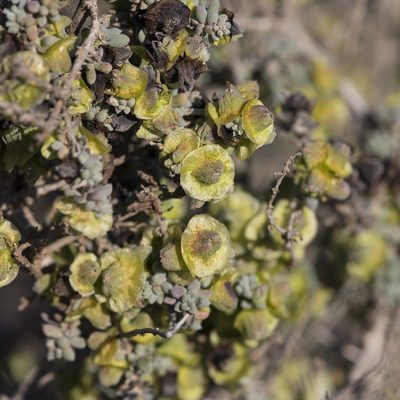 Maireana pyramidata, photographed by Kym Nicolson