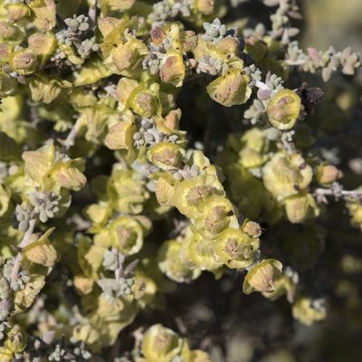 Maireana pyramidata, photographed by Kym Nicolson