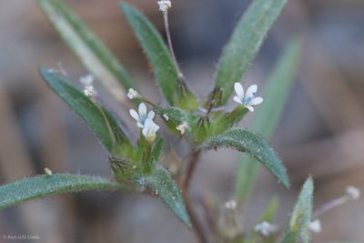Collomia tinctoria, photographed by Ken-ichi Ueda
