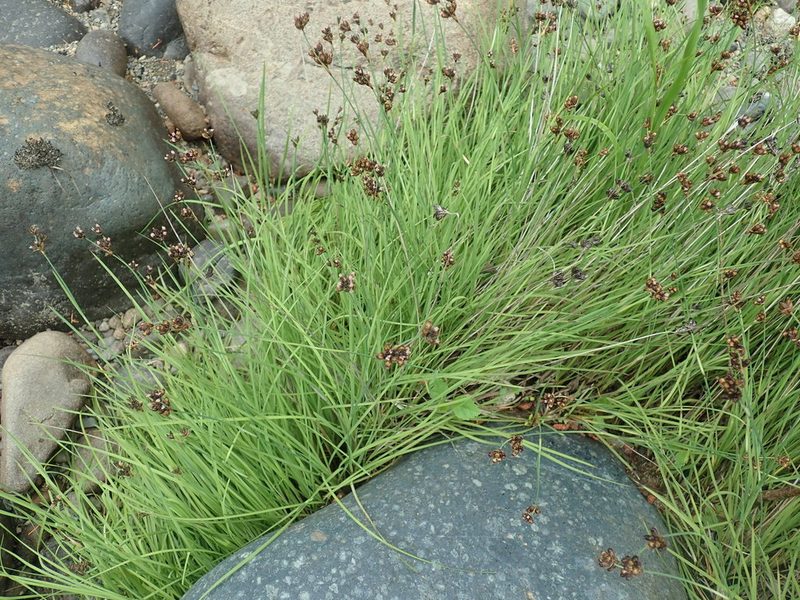 Juncus falcatus, photographed by Randal
