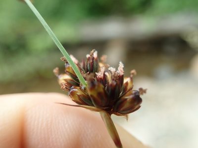 Juncus falcatus, photographed by Randal
