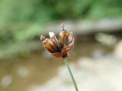 Juncus falcatus, photographed by Randal