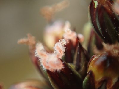 Juncus falcatus, photographed by Randal