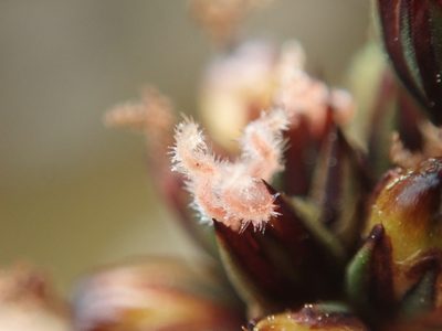 Juncus falcatus, photographed by Randal