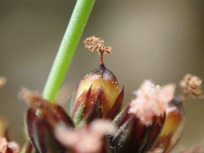 Juncus falcatus, photographed by Randal