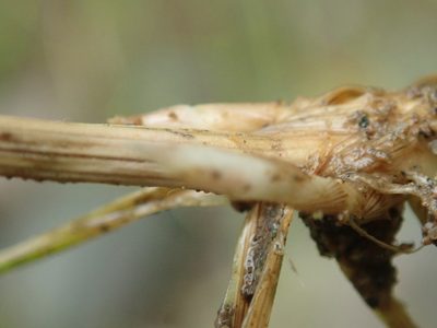 Juncus falcatus, photographed by Randal