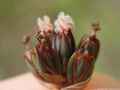 Juncus falcatus, photographed by Randal