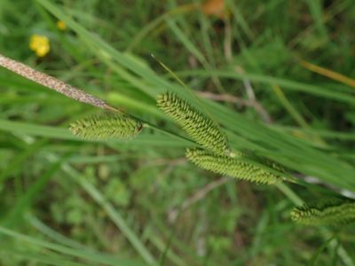 Carex kelloggii, photographed by Randal