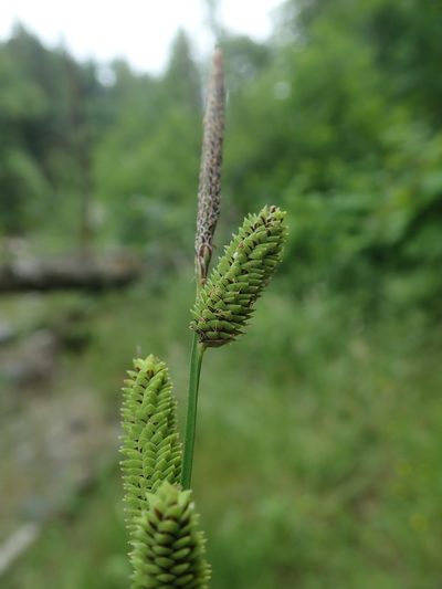 Carex kelloggii, photographed by Randal