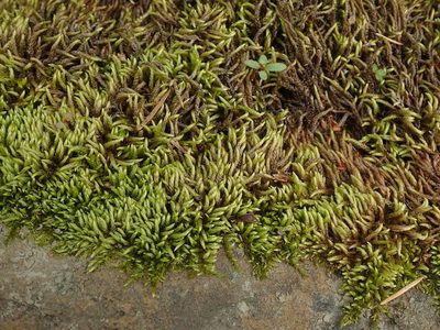 Scleropodium obtusifolium, photographed by Randal