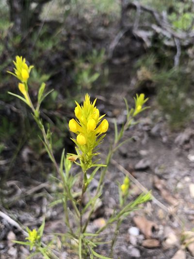 Orthocarpus tolmiei, photographed by John Williams