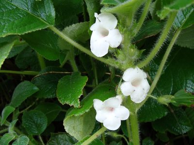 Chrysothemis panamensis, photographed by Alexis López Hernández