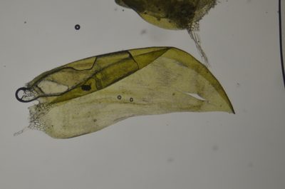 Hygrohypnella ochracea, photographed by Randal
