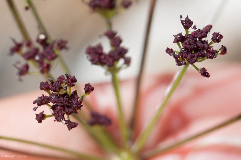Lomatium marginatum, photographed by Ken-ichi Ueda