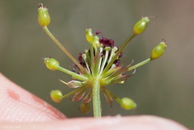 Lomatium marginatum, photographed by Ken-ichi Ueda