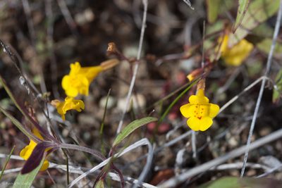 Erythranthe nudata, photographed by Ken-ichi Ueda