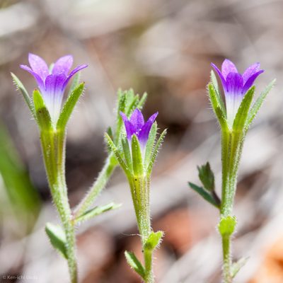 Githopsis specularioides, photographed by Ken-ichi Ueda