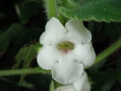 Chrysothemis panamensis, photographed by Alexis López Hernández