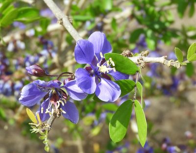 Guaiacum coulteri, photographed by Francisco Farriols Sarabia