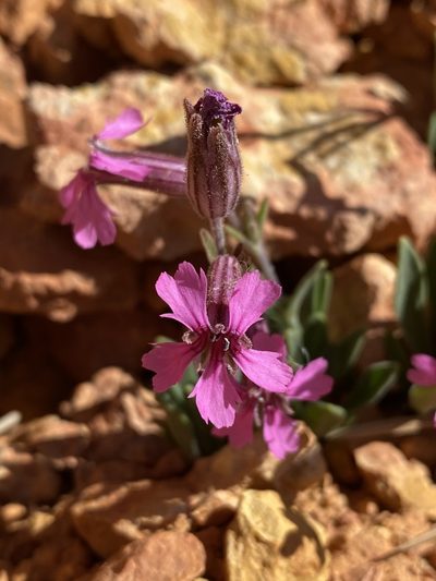 Silene petersonii, photographed by Matt Berger