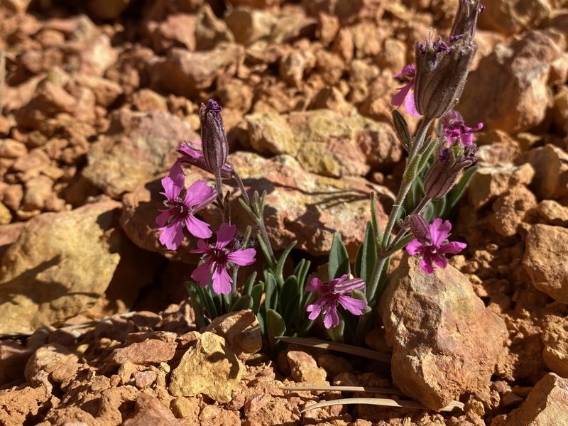 Silene petersonii, photographed by Matt Berger