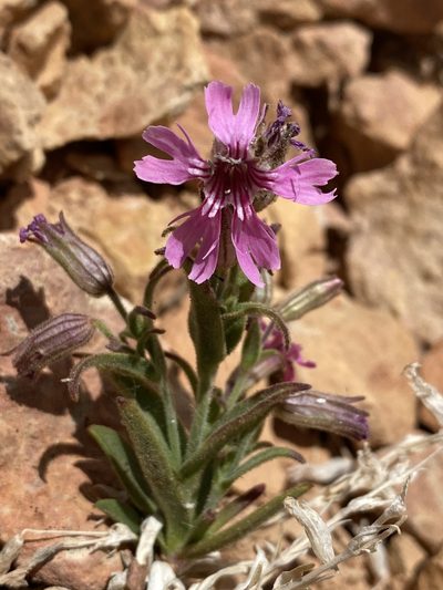 Silene petersonii, photographed by Matt Berger