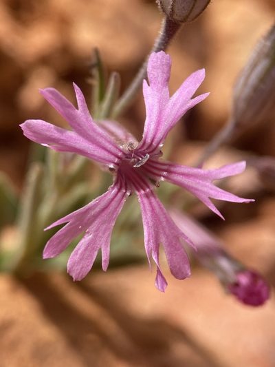 Silene petersonii, photographed by Matt Berger
