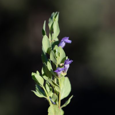 Scutellaria sapphirina, photographed by Dominic Gentilcore