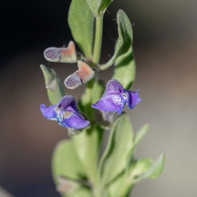 Scutellaria sapphirina, photographed by Dominic Gentilcore