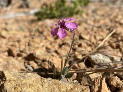 Silene petersonii, photographed by Matt Berger