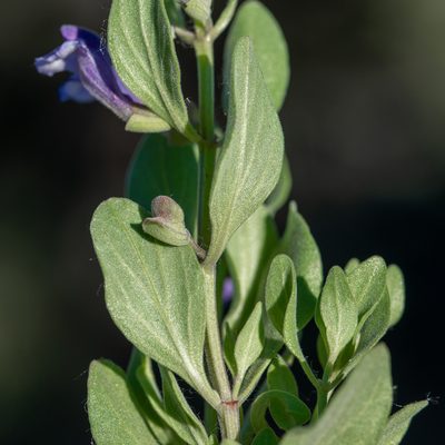 Scutellaria sapphirina, photographed by Dominic Gentilcore