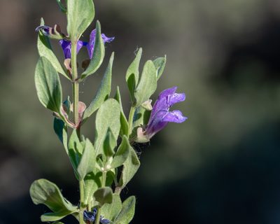 Scutellaria sapphirina, photographed by Dominic Gentilcore