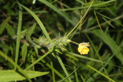 Oenothera pilosella, photographed by Jacob Friend