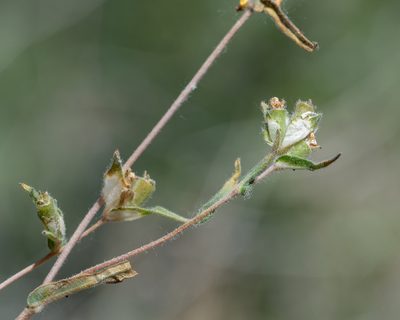 Mentzelia congesta, photographed by Dominic Gentilcore