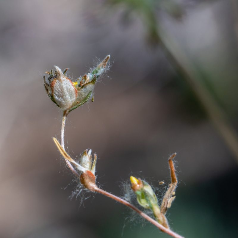 Mentzelia congesta, photographed by Dominic Gentilcore