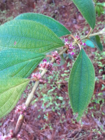 Miconia sericea, photographed by Jalil R.