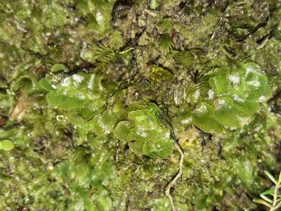 Treubia lacunosa, photographed by naturewatchwidow