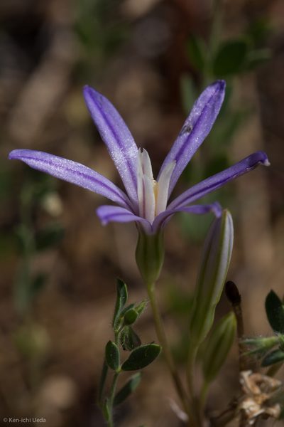 Brodiaea minor, photographed by Ken-ichi Ueda
