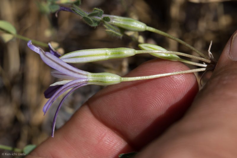 Brodiaea minor, photographed by Ken-ichi Ueda