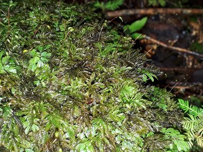 Hymenodontopsis bifaria, photographed by Leon Perrie