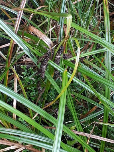 Carex lessoniana, photographed by Leon Perrie