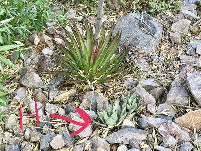 Agave flexispina, photographed by CK2AZ